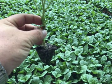 濟(jì)寧育西紅柿苗批發(fā) 秋延大粉西紅柿苗