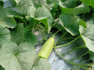 山東濟寧基地直供博洋61蜜甜瓜春季頭茬新鮮水果