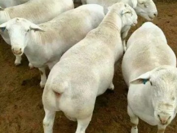 供應山東梁山縣多胎多肉奧湖雜交基礎母羊懷孕母羊養殖場