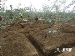 “秋施金，冬施銀”，為什么說施好一次底肥頂?shù)蒙?0次追肥？