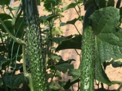 孝昌育綠瓤\油亮黃瓜苗,云夢賣強雌黃瓜苗廠家