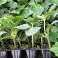 恩施育綠瓤黃瓜苗廠,廣水強(qiáng)雌黃瓜苗出苗中2025