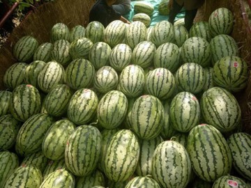 陜西蒲城金城五號(hào)西瓜