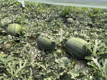 陜西蒲城西瓜——甘蒂1號大量上市中