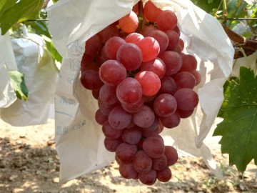 蒲城紅提葡萄新鮮上市