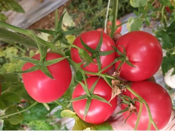 達州西紅柿苗代育基地，四川育苗廠批發西紅柿苗子價格