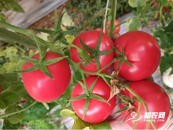 嘉峪關草莓西紅柿苗批發，甘肅慶陽西紅柿苗育苗廠在哪